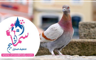 شركة مكافحة الحمام في الفجيرة