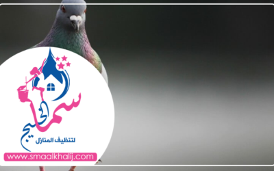 شركة مكافحة الحمام في ام القيوين
