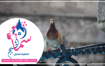 شركة مكافحة الحمام في دبي