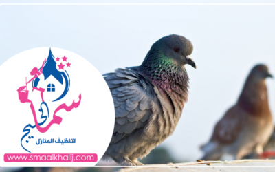 شركة مكافحة الحمام في راس الخيمة