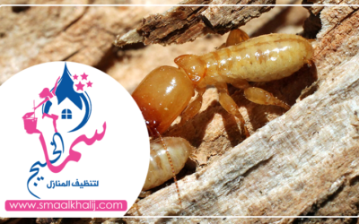 شركة مكافحة الرمة في ام القيوين