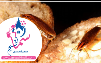 شركة مكافحة الصراصير الفجيرة