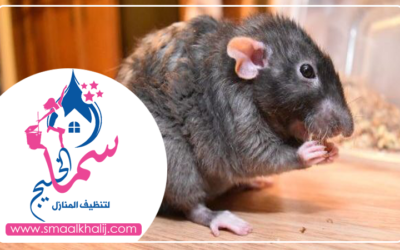 شركة مكافحة الفئران في راس الخيمة