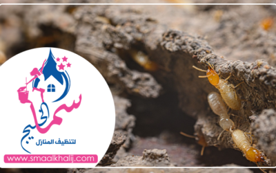 شركة مكافحة النمل الشارقة