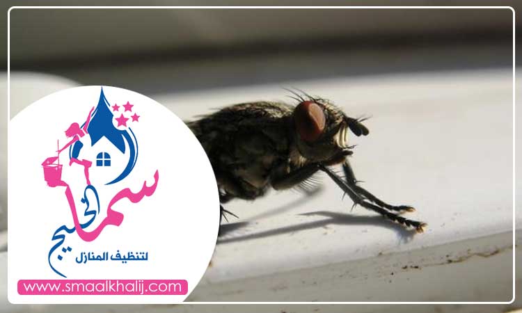 مكافحة الذباب في دبي