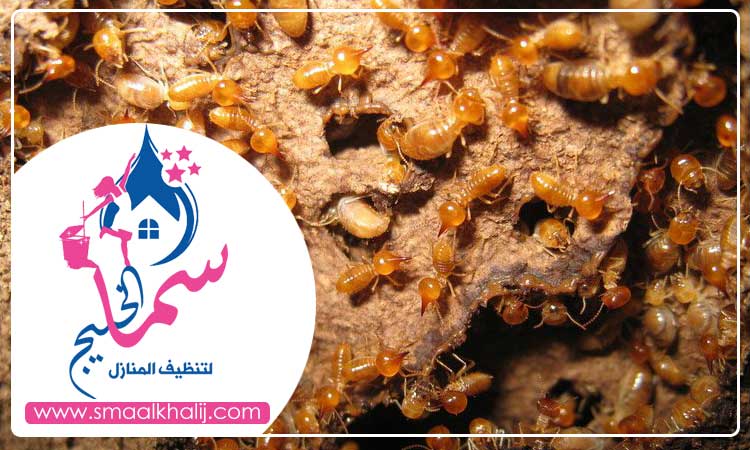 شركة مكافحة الرمة فى قرهود