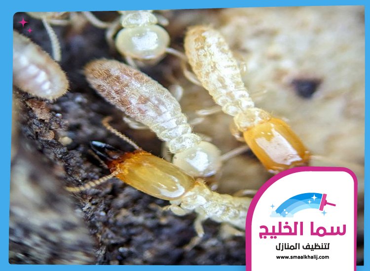 شركة مكافحة الرمة في راس الخيمة 5 شركة مكافحة الرمة في راس الخيمة