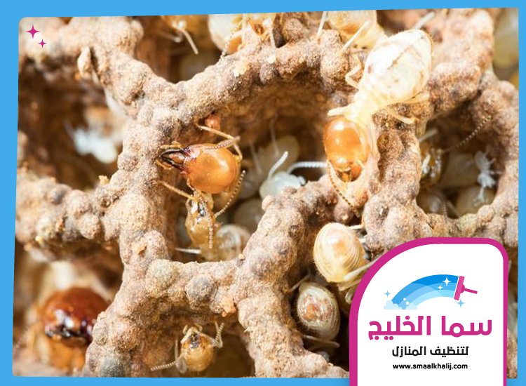 شركة مكافحة الرمة في الفجيرة 2 شركة مكافحة الرمة في الفجيرة