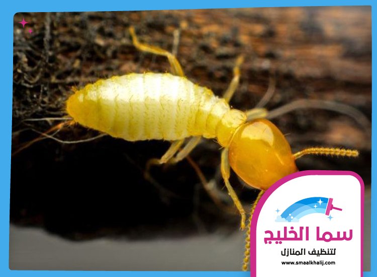 شركة مكافحة الرمة في الفجيرة 3 شركة مكافحة الرمة في الفجيرة