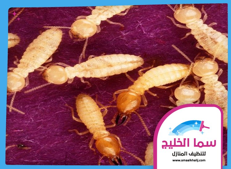 شركة مكافحة الرمة في الفجيرة 4 شركة مكافحة الرمة في الفجيرة