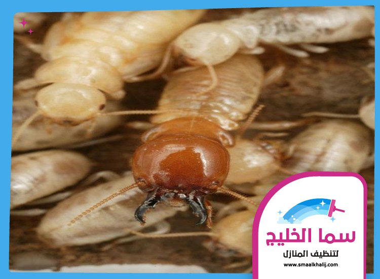 شركة مكافحة الرمة في الفجيرة 5 شركة مكافحة الرمة في الفجيرة