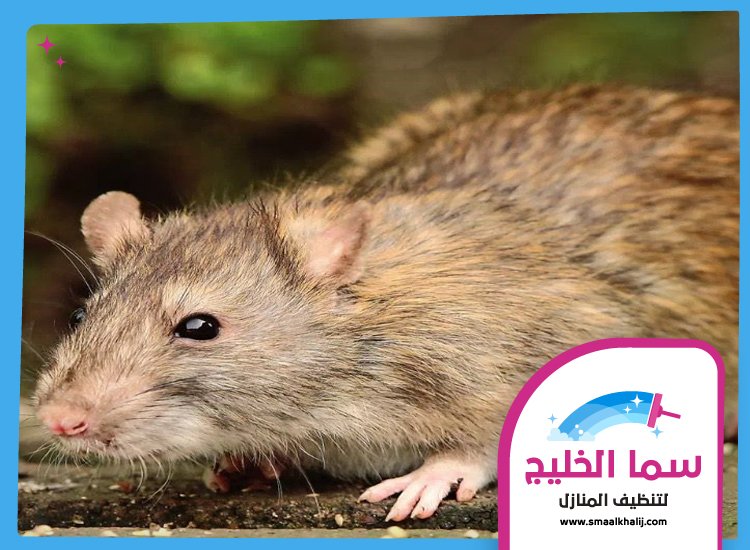 شركة مكافحة الفئران في عجمان 5 شركة مكافحة الفئران في عجمان
