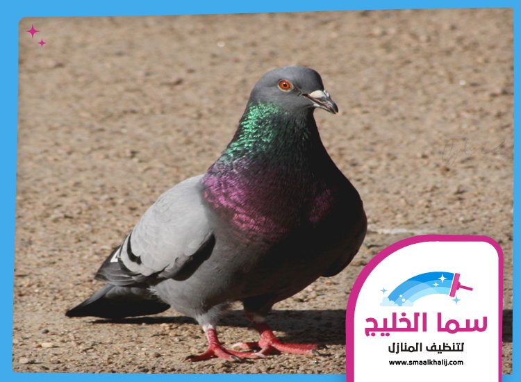 شركة مكافحة الحمام في راس الخيمة 4 شركة مكافحة الحمام في راس الخيمة