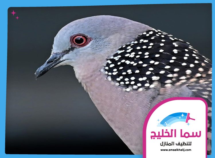 شركة مكافحة الحمام في راس الخيمة 5 شركة مكافحة الحمام في راس الخيمة