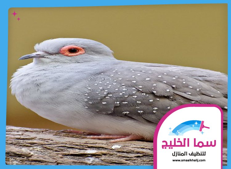 شركة مكافحة الحمام في راس الخيمة 3 شركة مكافحة الحمام في راس الخيمة