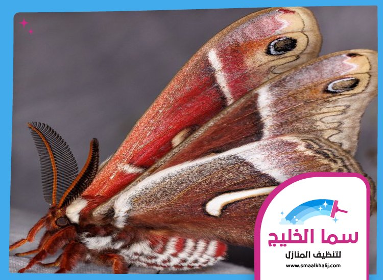 شركة مكافحة العثة الفجيرة 3 شركة مكافحة العثة الفجيرة