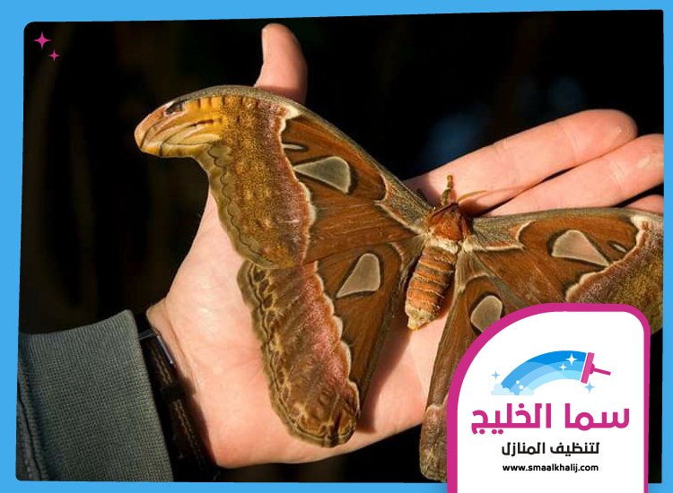 شركة مكافحة العثة الفجيرة 4 شركة مكافحة العثة الفجيرة