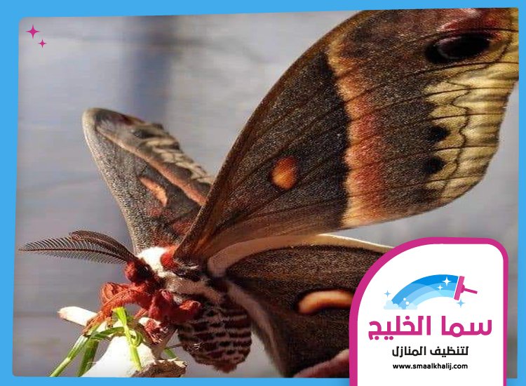 شركة مكافحة العثة الفجيرة 5 شركة مكافحة العثة الفجيرة