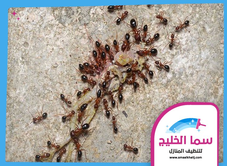 شركة مكافحة النمل راس الخيمة 2 شركة مكافحة النمل راس الخيمة