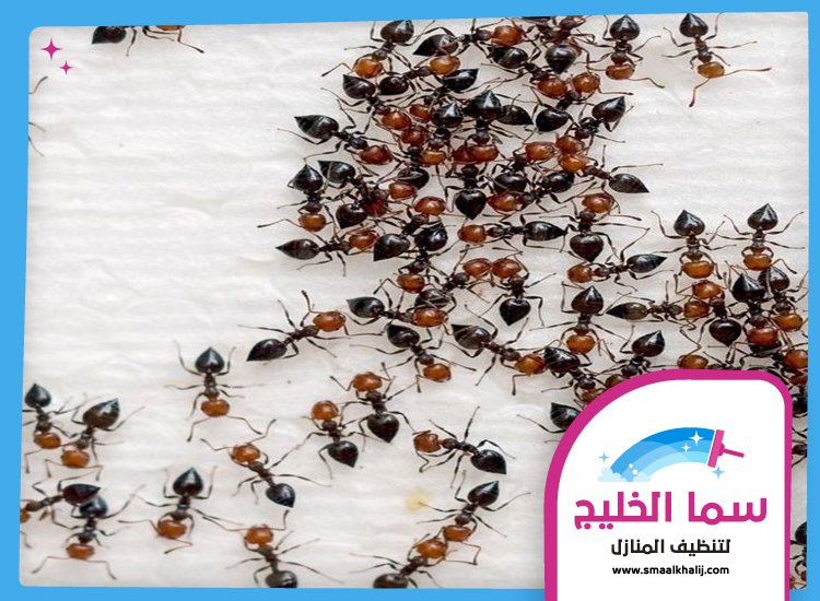 شركة مكافحة النمل راس الخيمة 5 شركة مكافحة النمل راس الخيمة