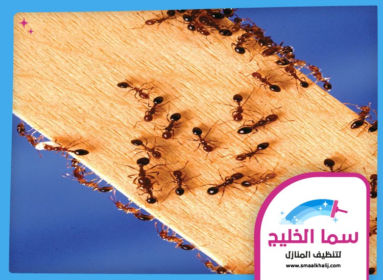 شركة مكافحة النمل راس الخيمة 3 شركة مكافحة النمل راس الخيمة