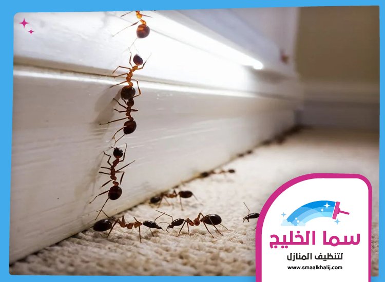شركة مكافحة النمل راس الخيمة 4 شركة مكافحة النمل راس الخيمة