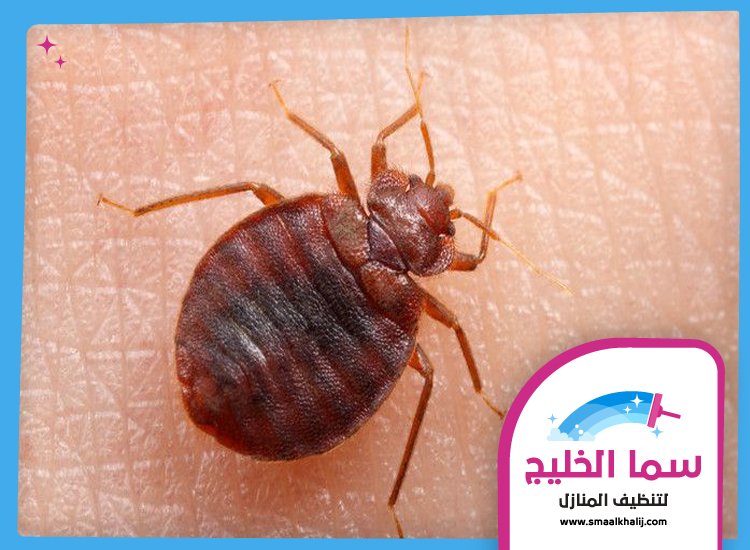 مكافحة بق الفراش في دبي 3 مكافحة بق الفراش في دبي