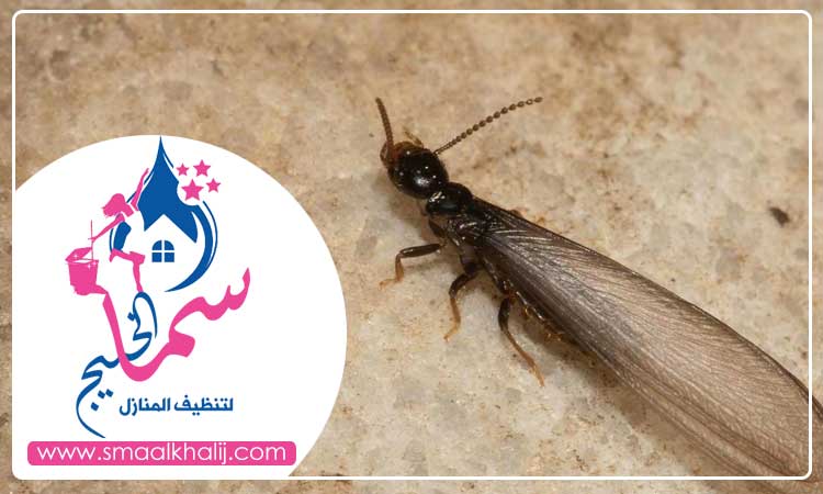 شركة مكافحة الرمة في مويلح