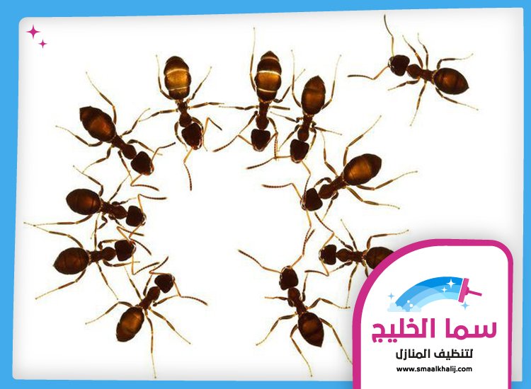 شركة مكافحة النمل دبي 5 شركة مكافحة النمل دبي