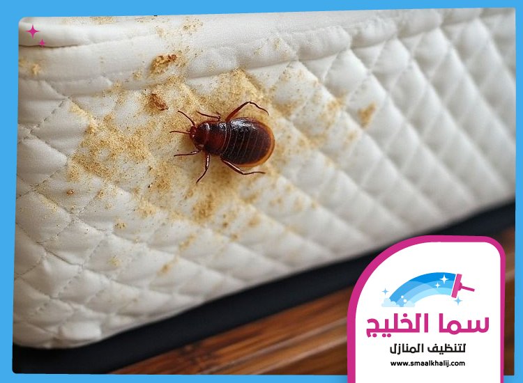مكافحة بق الفراش في دبي 2 مكافحة بق الفراش في دبي