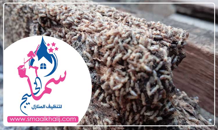 شركة مكافحة الرمة في مرقب