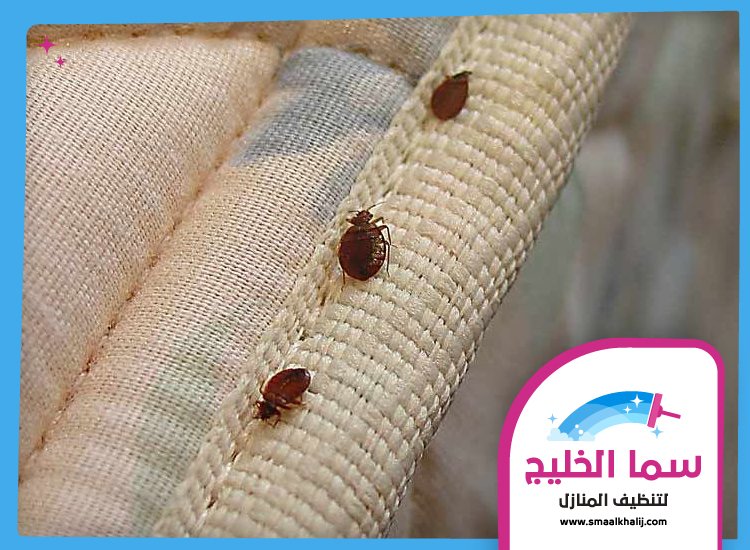 مكافحة بق الفراش في عجمان 3 مكافحة بق الفراش في عجمان