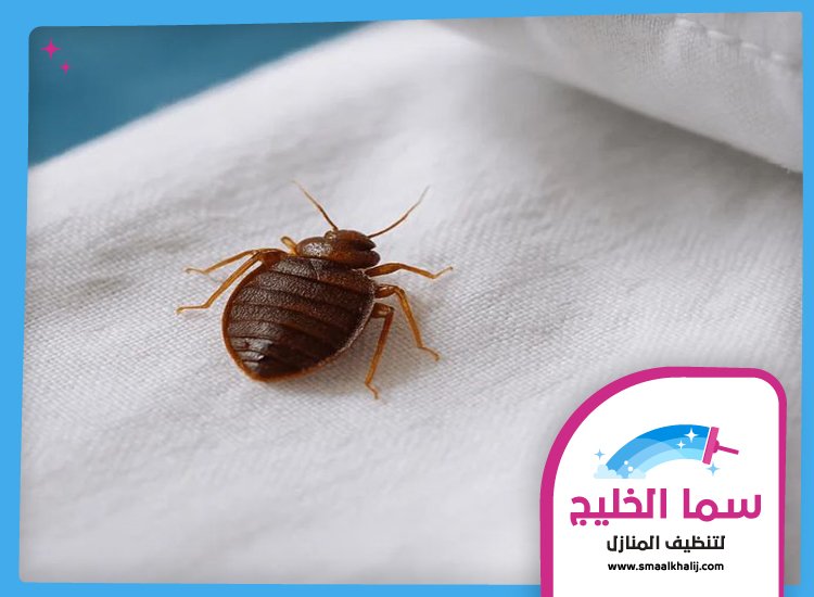 مكافحة بق الفراش في الفجيرة 4 مكافحة بق الفراش في الفجيرة