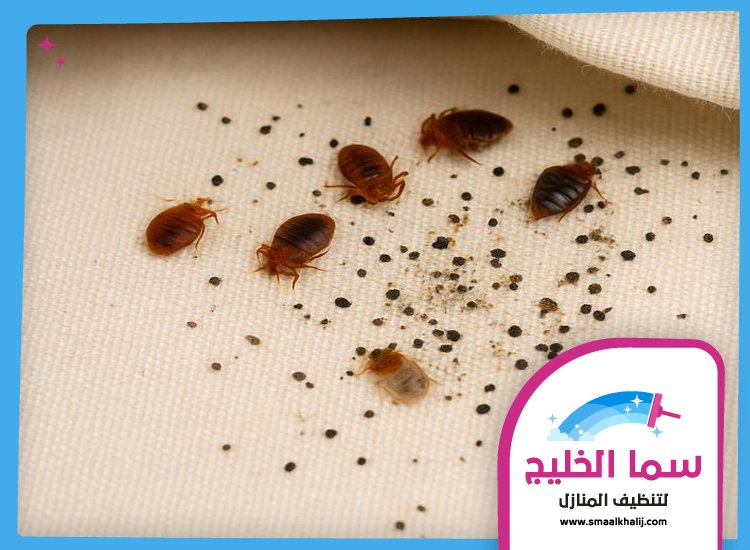 مكافحة بق الفراش في الفجيرة 5 مكافحة بق الفراش في الفجيرة