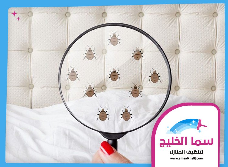 مكافحة بق الفراش في دبي 4 مكافحة بق الفراش في دبي