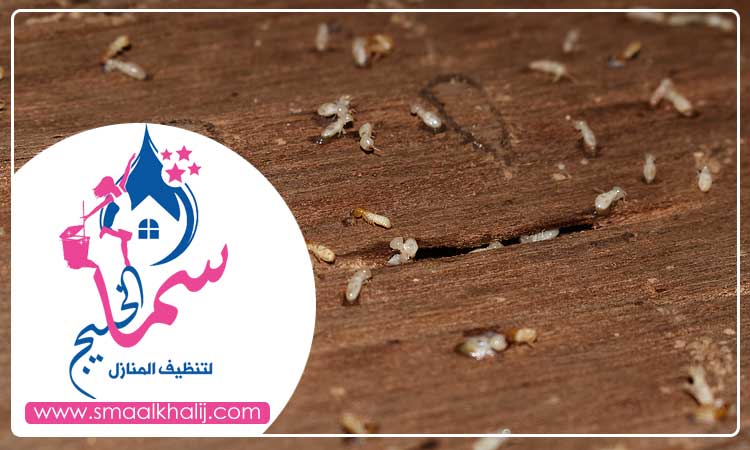 شركة مكافحة الرمة في ميسلون