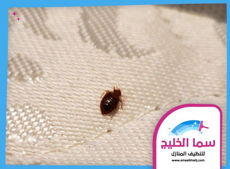 مكافحة بق الفراش في دبي 5 مكافحة بق الفراش في دبي