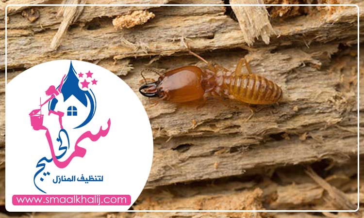 شركة مكافحة الرمة في اصفني