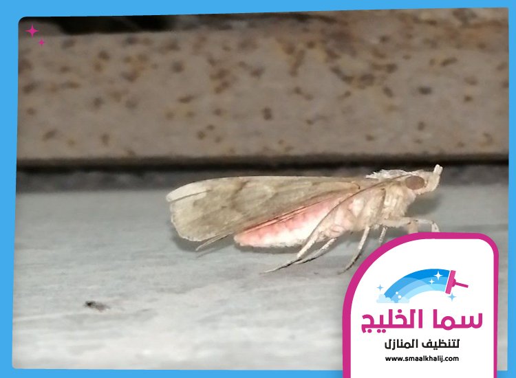 شركة مكافحة العثة دبي 5 شركة مكافحة العثة دبي