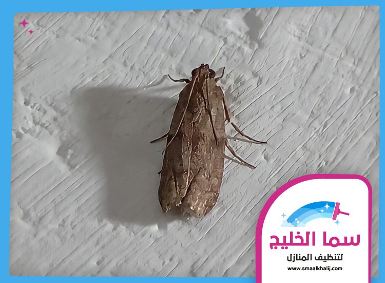 شركة مكافحة العثة دبي 4 شركة مكافحة العثة دبي