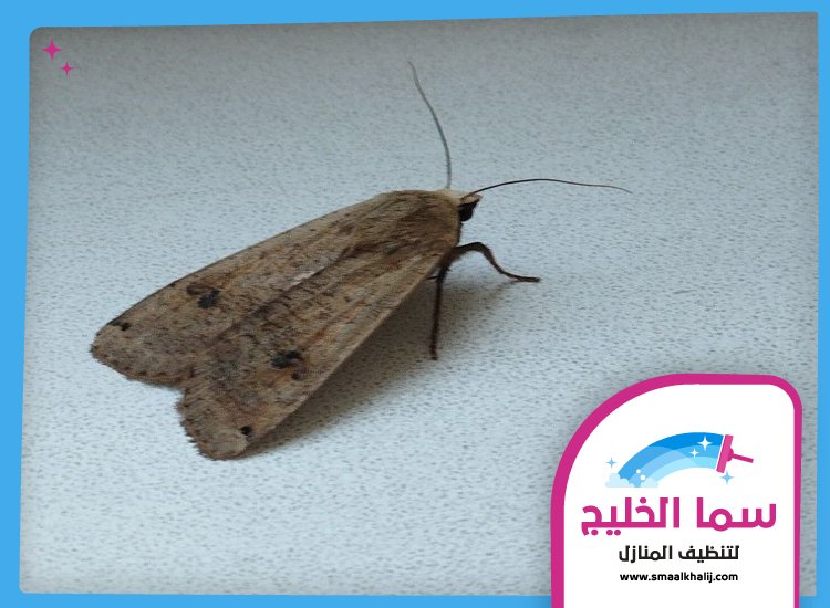 شركة مكافحة العثة دبي 3 شركة مكافحة العثة دبي