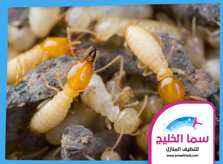 شركة مكافحة الرمة في ام القيوين 3 شركة مكافحة الرمة في ام القيوين