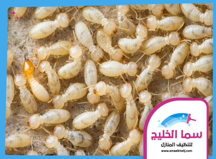 شركة مكافحة الرمة في ام القيوين 4 شركة مكافحة الرمة في ام القيوين