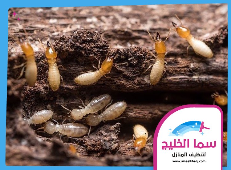 شركة مكافحة الرمة في ام القيوين 5 شركة مكافحة الرمة في ام القيوين