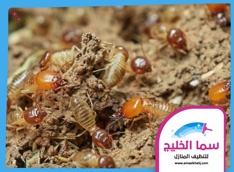 شركة مكافحة الرمة في مرقب 4 شركة مكافحة الرمة في مرقب