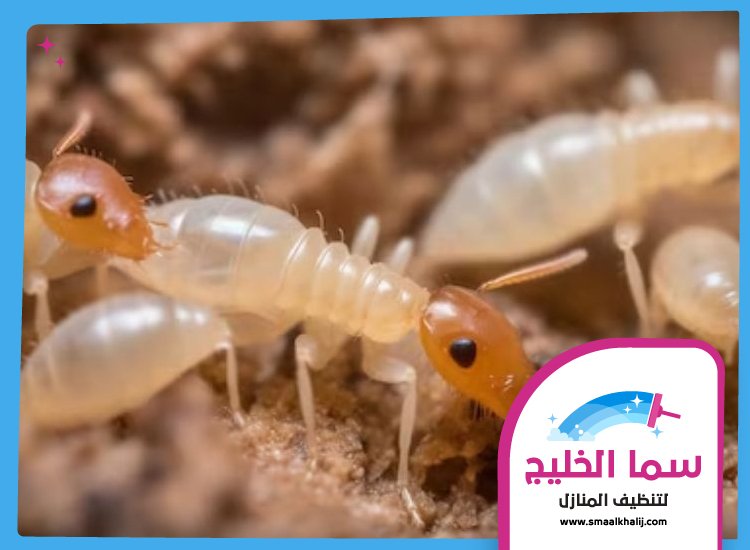 شركة مكافحة الرمة في مرقب 5 شركة مكافحة الرمة في مرقب