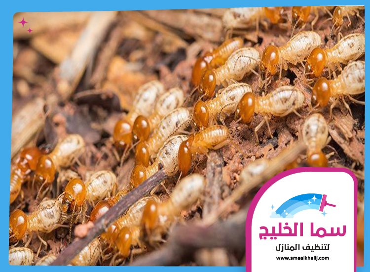 شركة مكافحة الرمة في مويلح 3 شركة مكافحة الرمة في مويلح