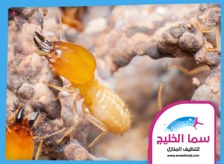 شركة مكافحة الرمة في مويلح 4 شركة مكافحة الرمة في مويلح