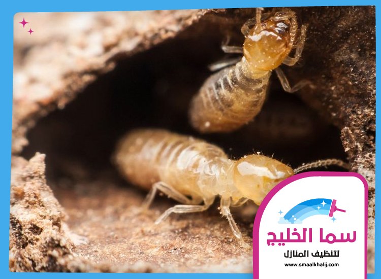 شركة مكافحة الرمة في مويلح 5 شركة مكافحة الرمة في مويلح