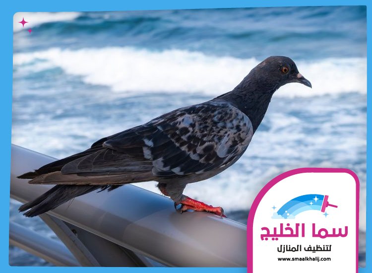 شركة مكافحة الحمام في دبي 3 شركة مكافحة الحمام في دبي